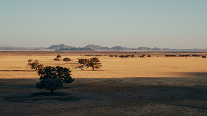 In der Mitte des verdorrten Grases stehen in der Weite des Sossusvlei in Reihe mehrere  Bäume im Abendlicht - am Horizont die Gipfelkette des Naukluft Gebirges, Sesriem, Namibia