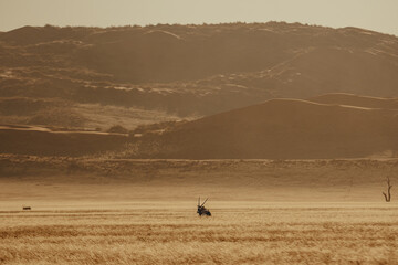 Magisch anmutende Silhouette einer Oryxantilope (Oryx gazella) im aufsteigenden Nebel nach...