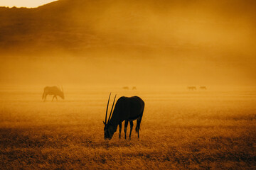Magisch anmutende Silhouette einer Oryxantilope (Oryx gazella) im aufsteigenden Nebel nach...