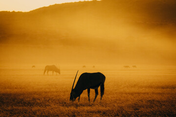 Magisch anmutende Silhouette einer Oryxantilope (Oryx gazella) im aufsteigenden Nebel nach Sonnenuntergang in der Ebene vor der Elim Düne (Sesriem, Namibia)