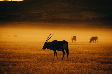 Magisch anmutende Silhouette einer Oryxantilope (Oryx gazella) im aufsteigenden Nebel nach Sonnenuntergang in der Ebene vor der Elim Düne (Sesriem, Namibia)