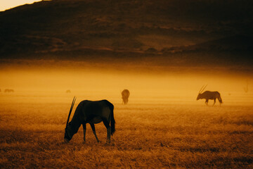 Magisch anmutende Silhouette einer Oryxantilope (Oryx gazella) im aufsteigenden Nebel nach...