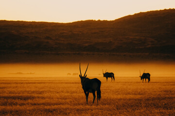 Magisch anmutende Silhouette einer Oryxantilope (Oryx gazella) im aufsteigenden Nebel nach...