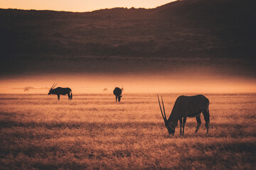 Magisch anmutende Silhouette einer Oryxantilope (Oryx gazella) im aufsteigenden Nebel nach...