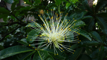 Pachira aquatica flowers or Guiana Chestnut are blooming on the tree