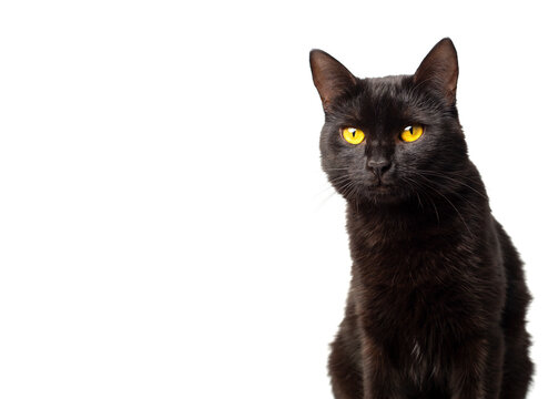 Black cat with yellow eyes on a white background. The cat is sitting and looking at the camera. Place for text or advertising.