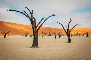 Poster Im Rahmen Tote Bäume im Deadvlei (Sossusvlei, Namibia) © Michael