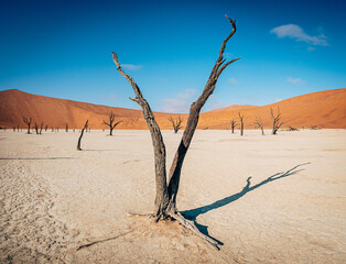 Tote Bäume im Deadvlei (Sossusvlei, Namibia)	
