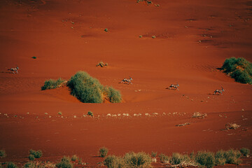 Vier Oryxantilopen (Oryx gazella) rennen durch die endlose Weite der roten Namib Wüste...