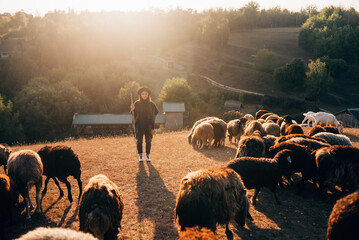 Female shepherd and flock of sheep at a lawn