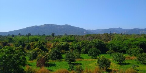 forest in the mountains
