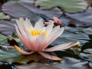 pink water lily (Nymphaea alba f. rosea) in a pond - obrazy, fototapety, plakaty