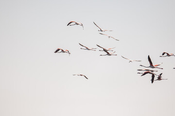 Rosaflamingos (Phoenicopterus roseus) fliegen über die Bucht vor Walvisbay, Namibia