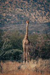 Giraffe steht im Buschwerk in der Savannenlandschaft im Erongo-Gebirge (Namibia)
