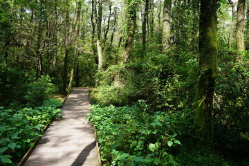 Obraz premium fine autumn forest with walkway