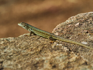small green lizard crawling on the floor