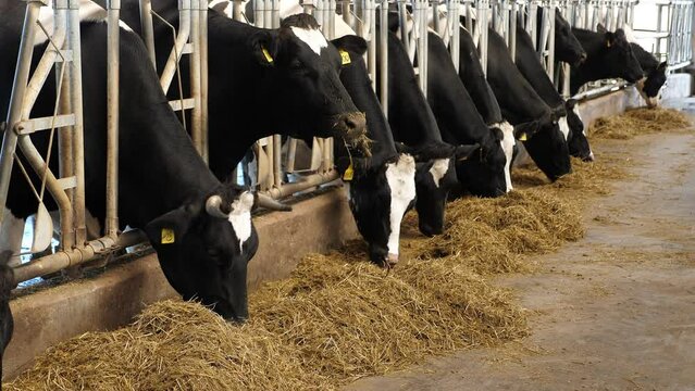 Cows are in a row, in a barn on a dairy farm, eating hay, the general plan. Milk production.
