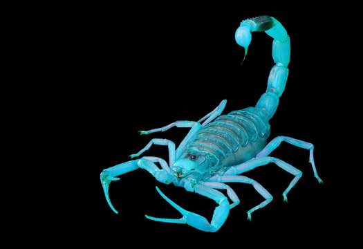 Palestine yellow scorpion or Deathstalker (Leiurus quinquestriatus) glowing under UV light. Isolated on a black background