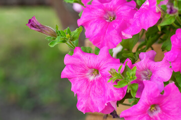 Pink trumpet-shaped flowers of a petunia flowering plant. Trailing ornamental flowers. Wave pink...