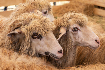 A pair of male and female sheep in a pen at an agricultural show