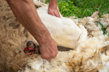 Closeup view of a shepherd hand shearing his sheep using metal blades arranged similarly to scissors