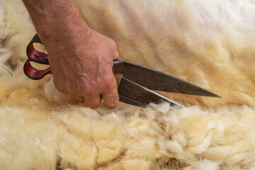 A shearer removes the sheep wool. Traditional shearing demonstration