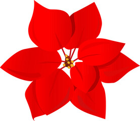 Vector red Poinsettia on isolated white background