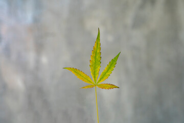 plant is fields and meadows hemp cannabis, marijuana