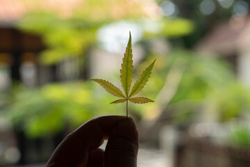 plant is fields and meadows hemp cannabis, marijuana