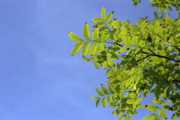 green leaves against blue sky