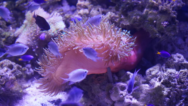 Xenia soft coral