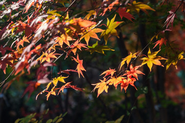 木陰の紅葉