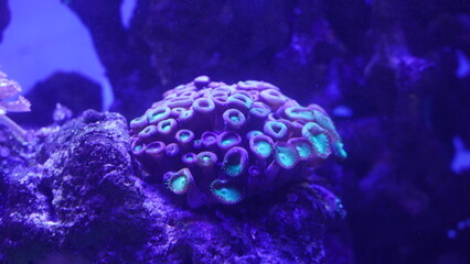 Button Polyps|Bright Green Zoanthid Polyp Soft Corals 