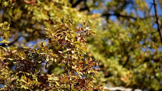 season colorfull outumn leaves 2