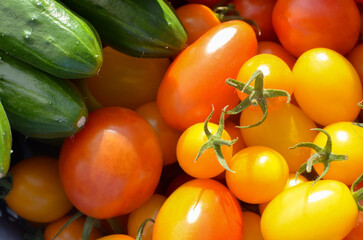 Fresh a lot of tomatoes and cucumbers. Colorful vegetable. Cherry Tomatoes, Grape Tomatoes. 　ミニトマト、キュウリ。夏野菜。