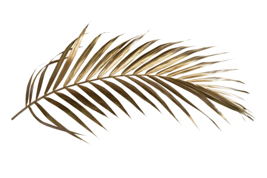 Golden palm leaf PNG on transparent background Abstract monstera leaf decoration design, PNG - Powered by Adobe