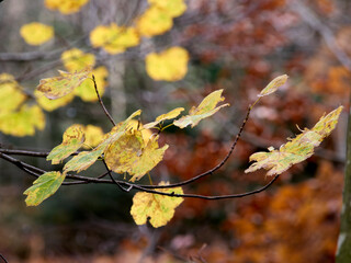 Tardo Autunno nel Parco Nazionale della Maiella