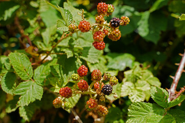 Blackberry bush with fruits on the edge of field - obrazy, fototapety, plakaty
