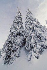 Close up towering fir trees covered with snow concept photo. Front view photography with snowy winter landscape on background. High quality picture for wallpaper, travel blog, magazine, article
