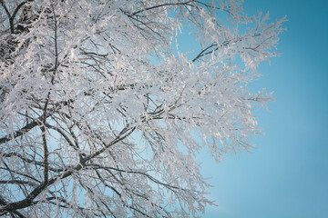 Close up snow capped tree with blue sky behind concept photo. Front view photography with snowy winter day on background. High quality picture for wallpaper, travel blog, magazine, article