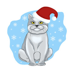  British cat with yellow eyes. Santa cat. Christmas cat.