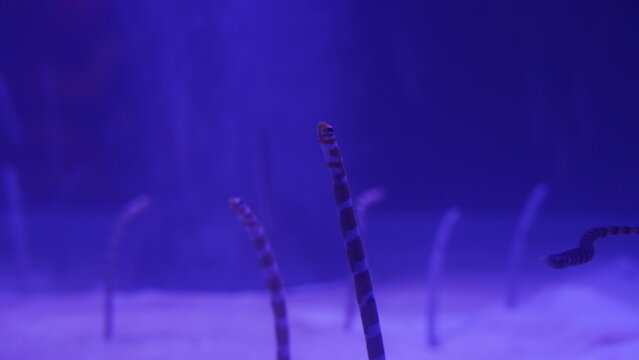 Gorgasia preclara, commonly known as the Transparent Wire Coral, is a captivating species of sea whip belonging to the Gorgoniidae family within the Octocorallia order. 