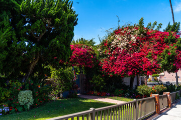 Beautiful garden in broad daylight. San Francisco, California. USA.