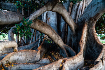 Giant root of a fig tree in a park.