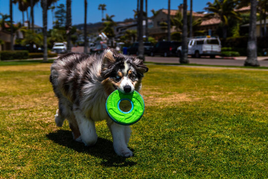 Man Playing Tug Of War With Dog In Park.