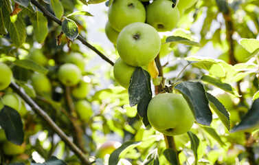 Ripe apples on a tree in a garden. Organic apples hanging from a tree branch in an apple orchard