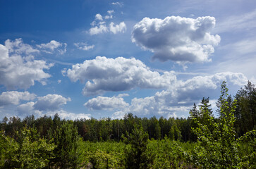 Blue sky background with cumulus clouds against the green trees. Beautiful summer rural landscape