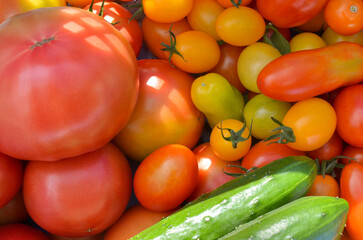 Fresh a lot of tomatoes and cucumbers. Colorful vegetable. Cherry Tomatoes, Grape Tomatoes.