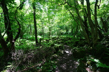 fine spring path through deep forest
