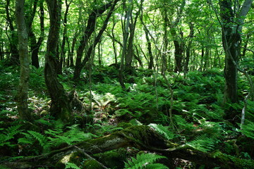 old trees and vines and fern in wild forest